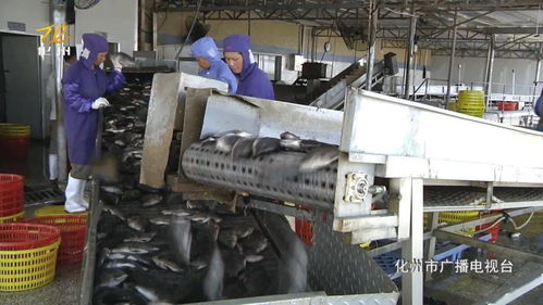 我市水產加工迎 復蘇 雨嘉水產日收羅非魚10萬公斤